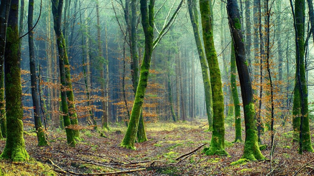 A tranquil forest scene with moss-covered trees and fallen leaves in early spring.