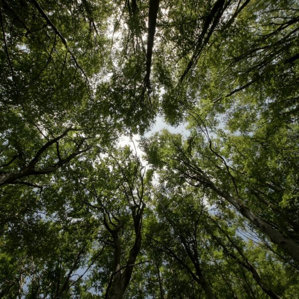 A tranquil upward view of a forest canopy in Liganj, Croatia, showcasing tall, lush trees.