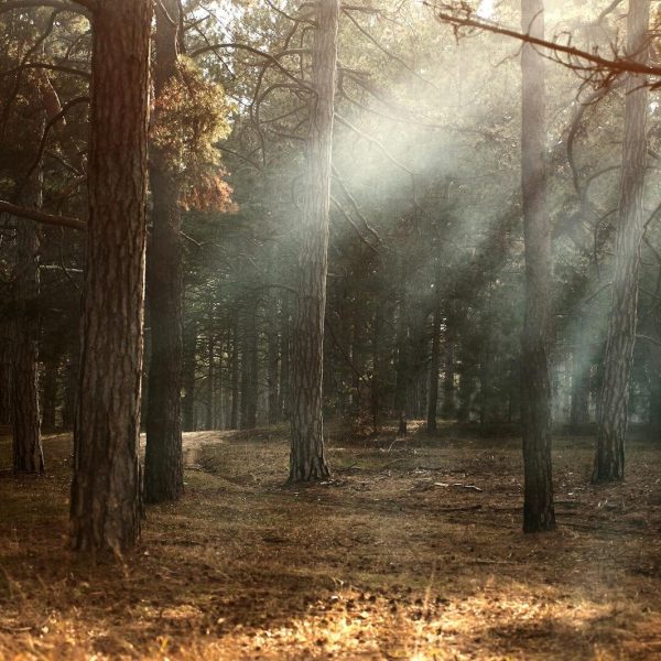 Sunlight streaming through foggy woodland in autumn, Kherson, Ukraine.
